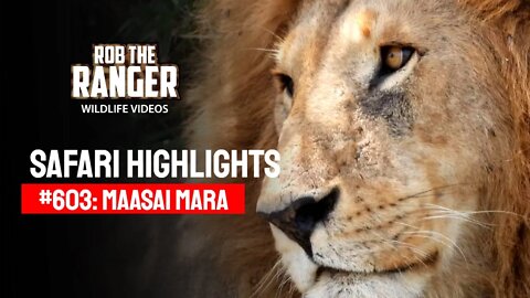 Safari Highlights #603: 31 Jul - 01 Aug 2021 | Maasai Mara/Zebra Plains | Latest Wildlife Sightings