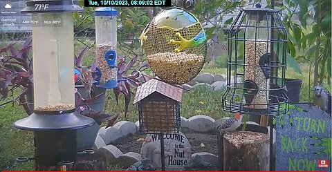 Florida Bird Feeder SWFL Live Camera HD