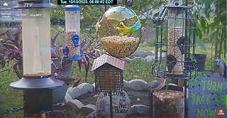 Florida Bird Feeder SWFL Live Camera HD