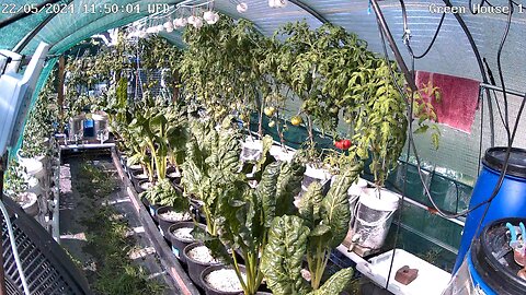 Greenhouse 1 Timelapse Ending 13-06-2024