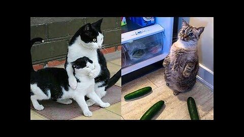 🙉_Funny_Dog,_Cats_and_Animals_Videos_🤩_TRY_Not_to_Laugh#😱😁😁