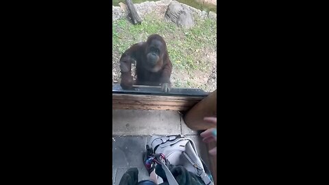 Is this the smartest chimp ever? (@tay.walk)