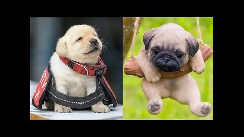 🤣 Funniest 🐶 Dogs TikTOK - Awesome Funny Pet Animals Life Videos 😇