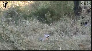 Male Leopard Eating A Bushbuck