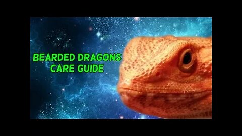 Bearded Dragons - Care Guide