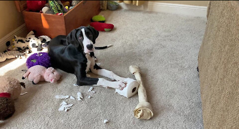 Funny Great Dane Puppy Prefers Toilet Paper To Toys