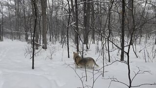 Dog Playing in the Snow