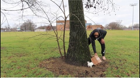 Dude tries his best to catch bunny rabbit, hilariously fails Part 2