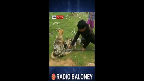 Awesome Kids Save Dog From Snake #shorts