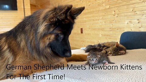 German Shepherd Meets Newborn Kittens For The First Time!