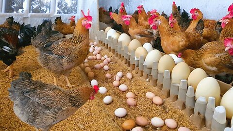 The Hidden Cruelty of Cage-Free Eggs