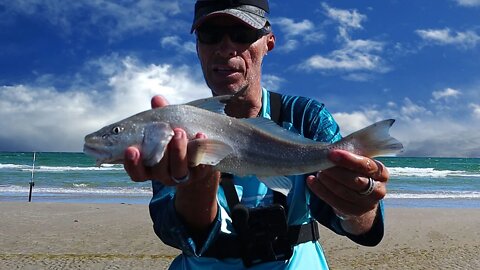 Large Whiting and Pompano using crab and clam fishbites-Corpus Christi surf