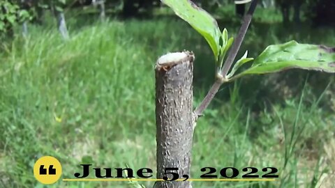 Succeeded chip bud grafting results in June