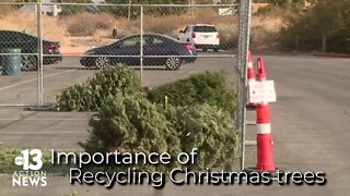 The importance of recycling your Christmas tree