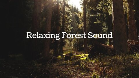 Relaxing Forest Sounds | For Sleep | Meditation | Deep Forest Sound | Nature Sounds of Birds Singing