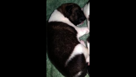 One-week-old Akita pup has a bad dream