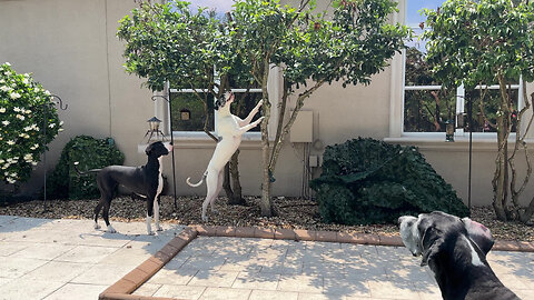 Great Dane Pack Goes From Nap Time To Squirrel Patrol Fun