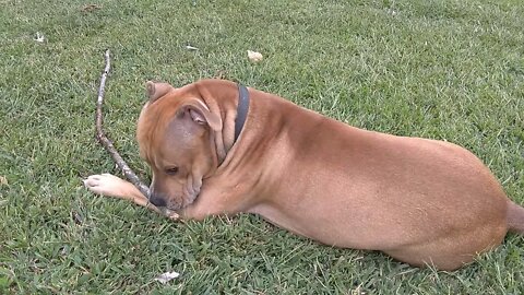 Max playing with his sticks.