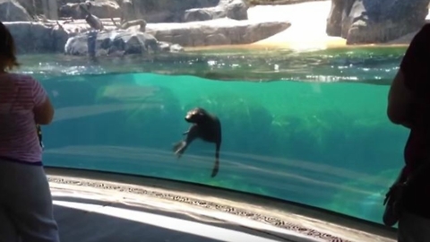 Little Girl Plays Tag With Sea Lion