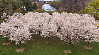 Cherry Blossom Heaven: Taking In Dundas Ontario's Sakura Trees