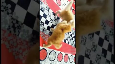 Kitten fight cute #shorts #cat #kitten