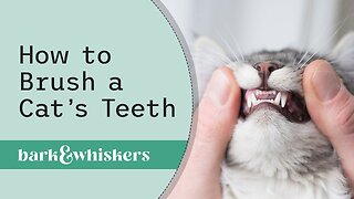 How to Brush a Cat's Teeth