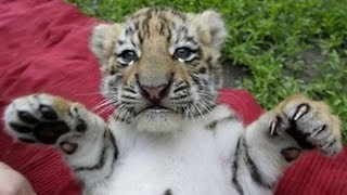 Cute Siberian Tiger Cubs Playing