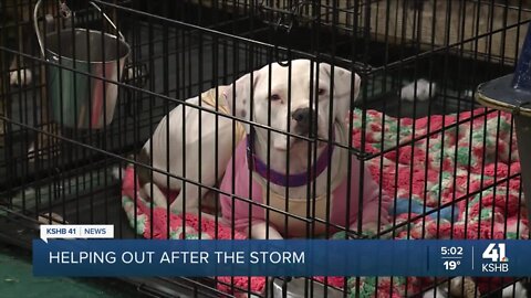 Neighbors wash KC PAWS rescue's laundry after a broken pipe made that chore impossible