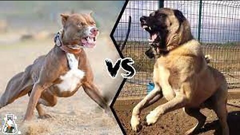 PITBULL VS KANGAL - Which is stronger?