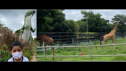 Bannergatta Zoo Bangalore | Tiger Jeraffe Lion leopard | Bangalore tourist places #youtube