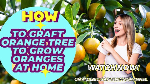 Orange grafting method to the growth process of fruiting I Amazed Gardening I Gardening tips1