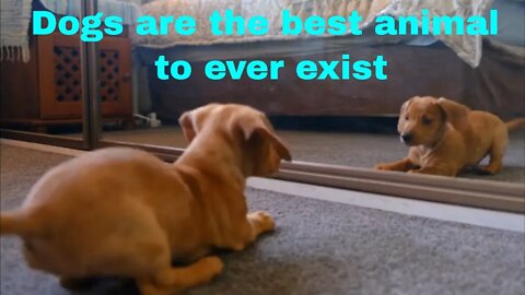 Dogs are the best animal to ever exist, animals, dogs, 4 evergreen, wild animals, pets #shorts