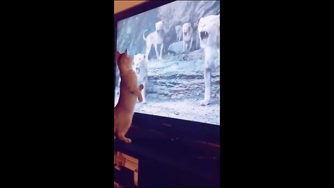 Super Funny Animals