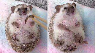 This Adorable Hedgehog Is Really Hungry!