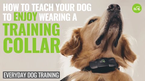 How to use dog training collar correctly!