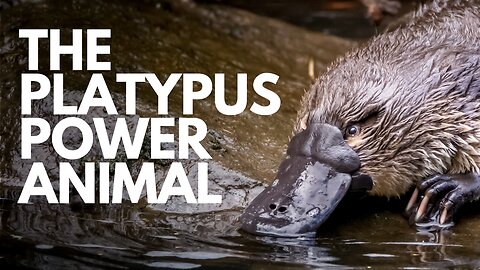 The Platypus Power Animal
