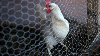 Over 13 million poultry birds culled in France due to bird flu