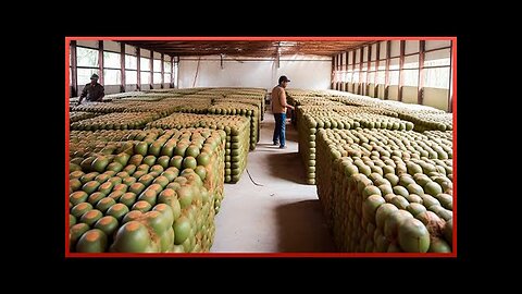 Harvesting the Most Delicious Coconut Oil in the World | Exotic Fruit Plantation