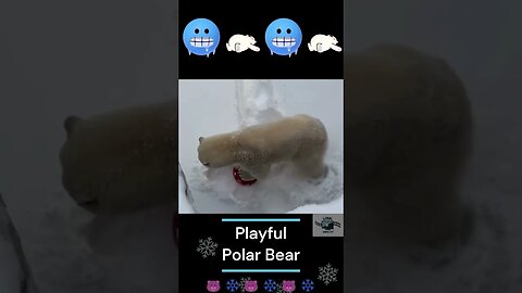 Playful Polar Bear #polarbear #shorts