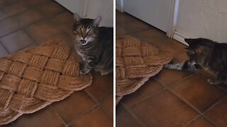 Cat Unleashes Inner Hunter, Throws Lizard At Startled Owner