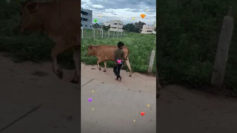 A child carrying and controlling the cows on the road by one hand,#shorts,#cow,#child,#animallover