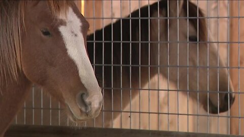 Generous Denver7 viewers donate money to help Colorado horse rescue that saved seemingly pregnant horses