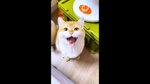 A singing cat