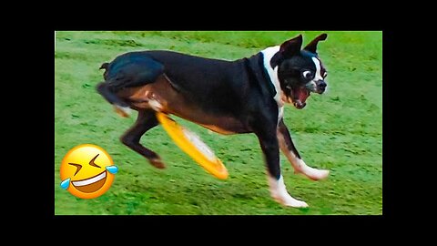 Funniest Animal Videos 😂 - Funny Cats invited to the Dog Party #3