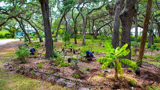 After 3 Months, this Food-Forest is Flourishing! We are back for Phase 2!