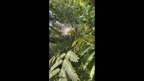 Wild Serotonin Enhancer: The Mimosa Tree