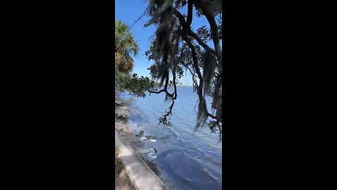 Livestream Replay - Philippe Park In Safety Harbor, FL 10/14/2022 #PhilippePark #SafetyHarbor #Tampa