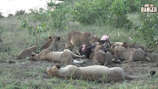 Massive Lion Pride Have Lunch!