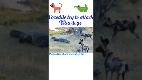cocodile try to attack wild dogs