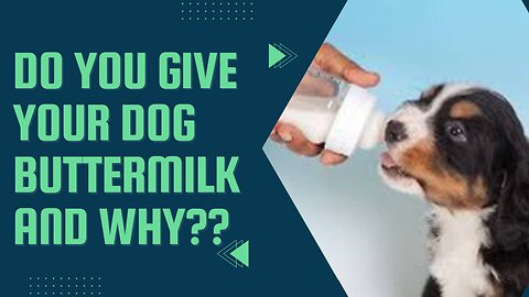 What are the benefits of feeding buttermilk to your pets.. must watch